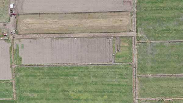 &ldquo;一畝草&rdquo;收益相當(dāng)于&ldquo;十畝糧&rdquo;　&ldquo;農(nóng)田種草&rdquo;屢禁難止