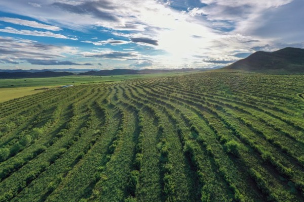 從&ldquo;沙進(jìn)人退&rdquo;到&ldquo;沙里掘金&rdquo;&mdash;&mdash;我國(guó)沙漠治理帶動(dòng)產(chǎn)業(yè)發(fā)展觀察