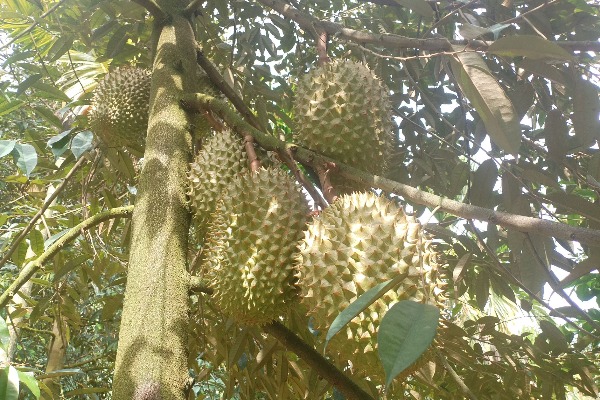 國產(chǎn)榴蓮嶄露頭角　&ldquo;榴蓮自由&rdquo;更近了嗎？