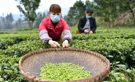 350家農(nóng)業(yè)經(jīng)營主體調(diào)查：春耕生產(chǎn)遭遇&ldquo;三難&rdquo;